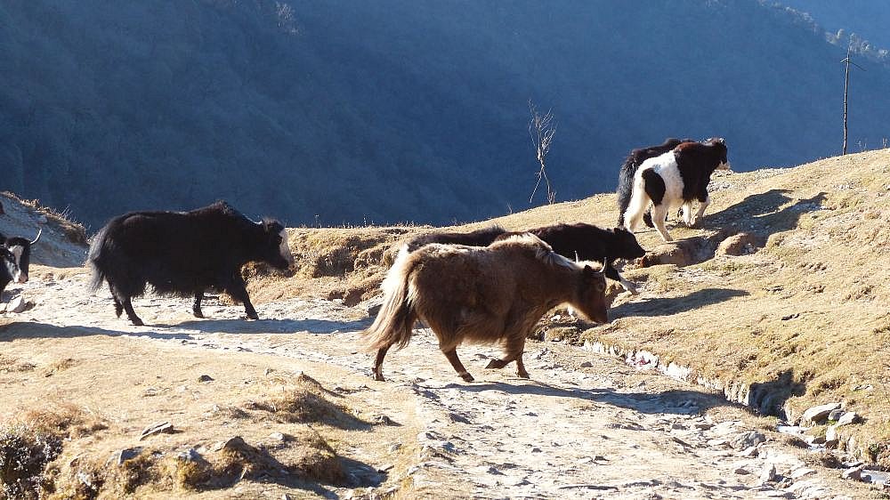 Dzos auf der Singalila Ridge - Fauna in Indien