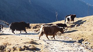 Dzos auf der Singalila Ridge - Fauna in Indien