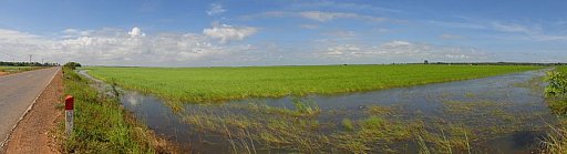 Endlose Reisfelder - Kambodscha-Landschaft