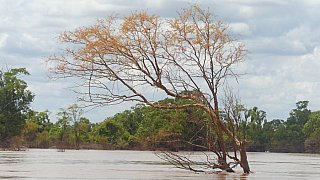Mekong - Kambodscha-Landschaft