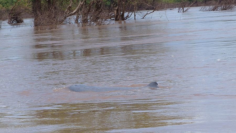 Fluss- oder Irrawaddy-Delfin - Kambodscha - Flora und Fauna