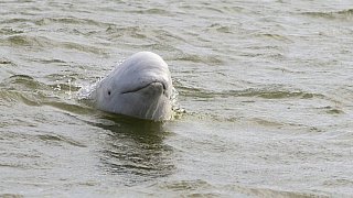 Flussdelfin im Mekong - Kambodscha - Flora und Fauna