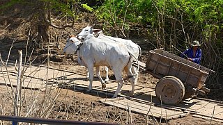 Ochsenkarren auf Kho Trong - Kambodscha - Land und Leute