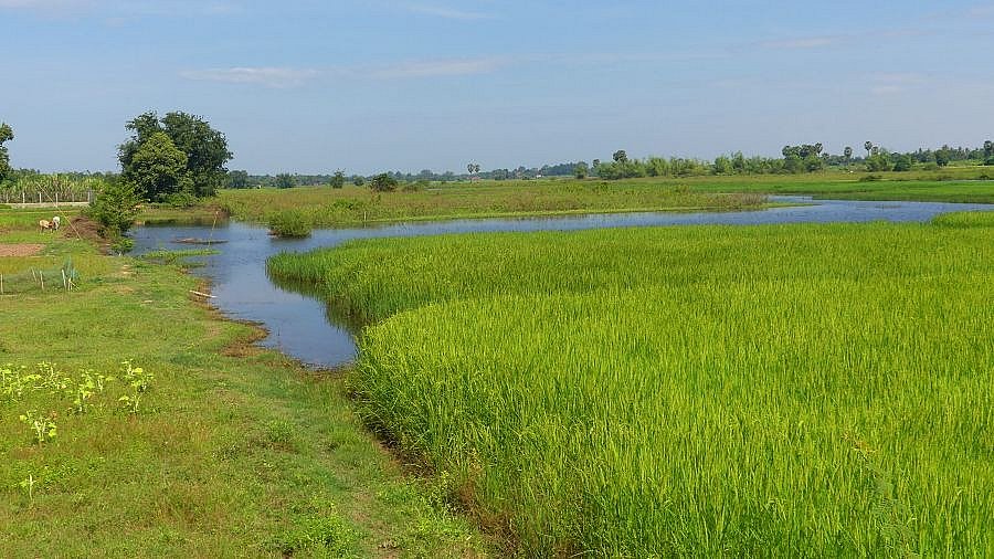 Reisfelder auf Kho Trong - Kambodscha - Land und Leute
