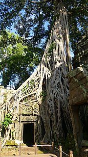 Ta Prohm-Tempel  - Kambodscha - Sehensw&uuml;rdigkeiten