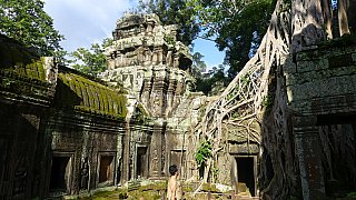Ta Prohm im W&uuml;rgegriff des Dschungels - Kambodscha - Sehensw&uuml;rdigkeiten