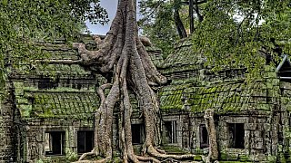 Ta Prohm Tempel in Angkor - Kambodscha - Sehensw&uuml;rdigkeiten