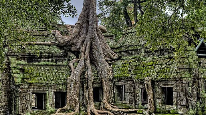 Ta Prohm Tempel in Angkor - Kambodscha - Sehensw&uuml;rdigkeiten