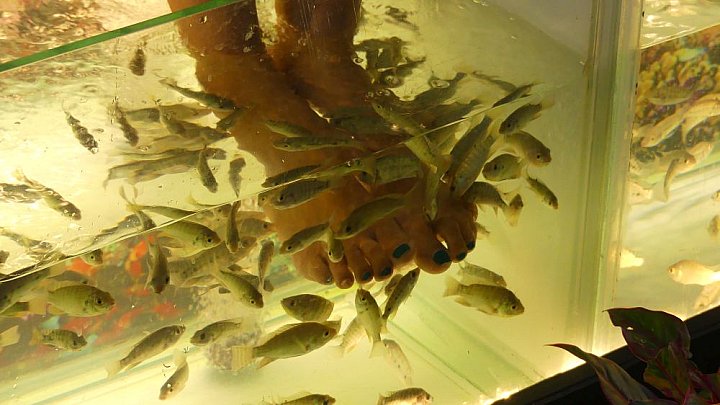 Fisch-Spa in Siem Reap - Kambodscha - Land und Leute
