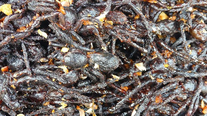 Frittierte Spinnen gelten als Delikatesse in Kambodscha - Kambodscha - Land und Leute