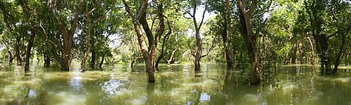 Bootsfahrt durch den &uuml;berfluteten Wald - Kambodscha-Landschaft