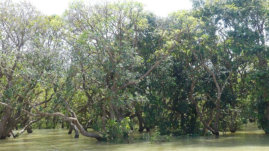 &Uuml;berfluteter Wald bei Kampong Phluk - Kambodscha-Landschaft