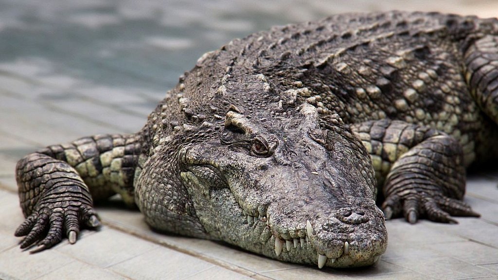 Krokodil in einer Krokodilfarm am Tonle Sap - Kambodscha - Flora und Fauna