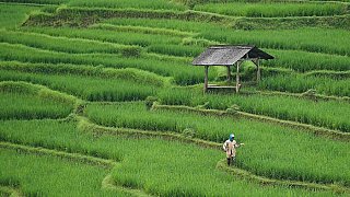 Reisanbau am Tonle Sap-See - Kambodscha-Landschaft