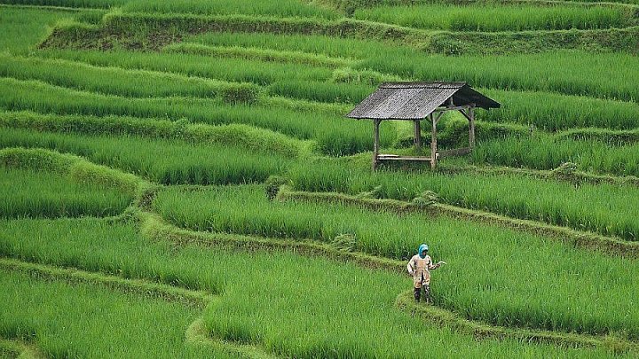 Reisanbau am Tonle Sap-See - Kambodscha-Landschaft