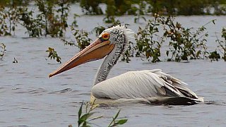Pelikan im Prek Toal Vogelschutzgebiet - Kambodscha - Flora und Fauna