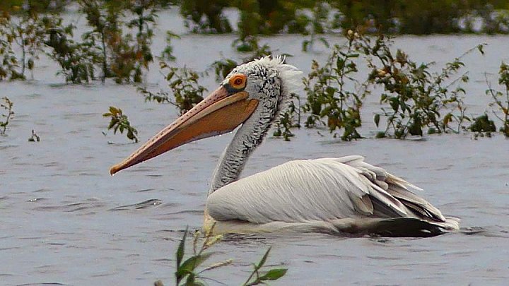 Pelikan im Prek Toal Vogelschutzgebiet - Kambodscha - Flora und Fauna