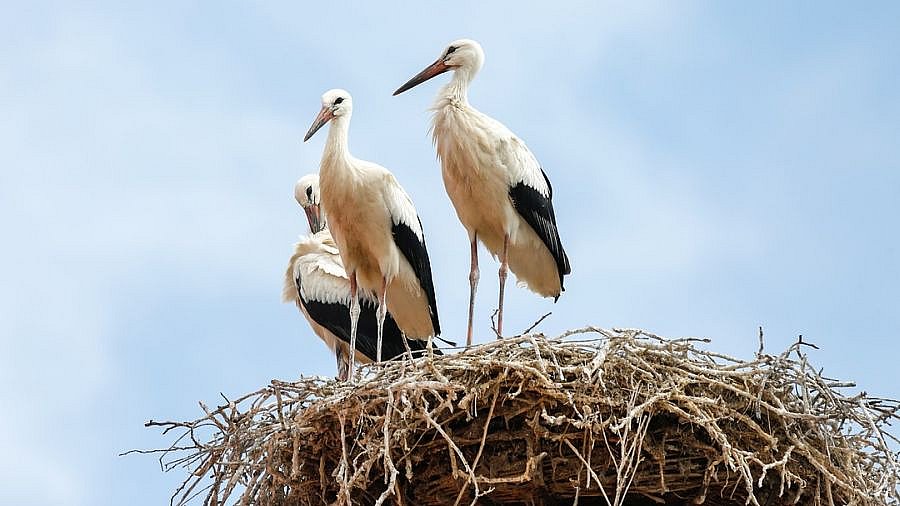 St&ouml;rche im Vogelschutzgebiet von Prek Toal - Kambodscha - Flora und Fauna