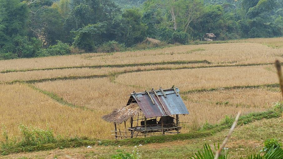 Wiesen und Felder in Muang Ngoi - Laos - Landschaft