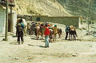 1993 - Tragtiere f&uuml;r das Mustang-Trekking - Nepal - Mustang - verbotenes K&ouml;nigreich 1993 & 97