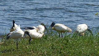 Schwarzk&ouml;pfiger Ibis - Sri Lanka - Flora und Fauna