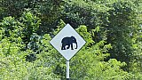 "Elephant-Crossing" - Sri Lanka - Landschaft
