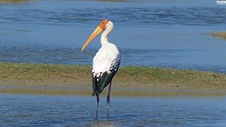 Buntstorch - Sri Lanka - Flora und Fauna