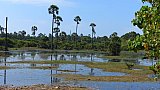 Palmenlandschaft  - Sri Lanka - Landschaft