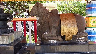 Nandi, das Reittier von Shiva - Sri Lanka - Sehensw&uuml;rdigkeiten