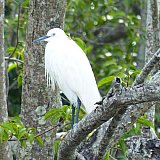 Seidenreiher oder Little Egret - Sri Lanka - Flora und Fauna