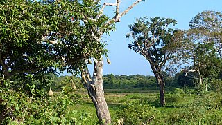 Webervogel-Nester - Sri Lanka - Flora und Fauna