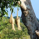 Webervogelnester mit Webervogel - Sri Lanka - Flora und Fauna