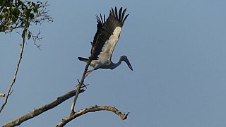 Asiatischer Wollhalsstorch - Sri Lanka - Flora und Fauna