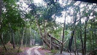 Jeep-Pfad im Wilpattu Nationalpark - Sri Lanka - Flora und Fauna