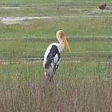 Storch in Wilpattu - Sri Lanka - Flora und Fauna
