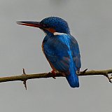 Kingfischer in Wilpattu - Sri Lanka - Flora und Fauna