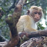 Makake - Hutaffe - Sri Lanka - Flora und Fauna