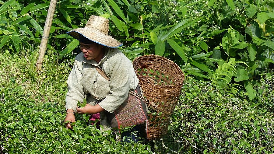 Teepfl&uuml;cker in Nordthailand im Distrikt Chiang Rai - Nordthailand