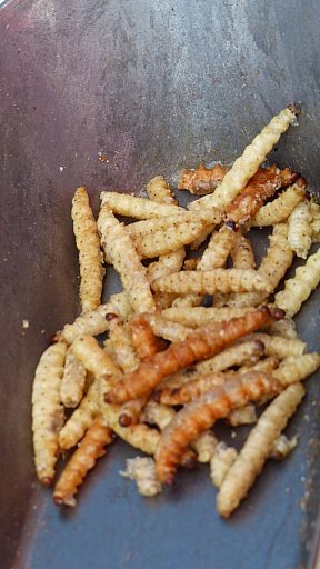 Insektenlarven ger&ouml;stet auf dem Markt - Nordthailand