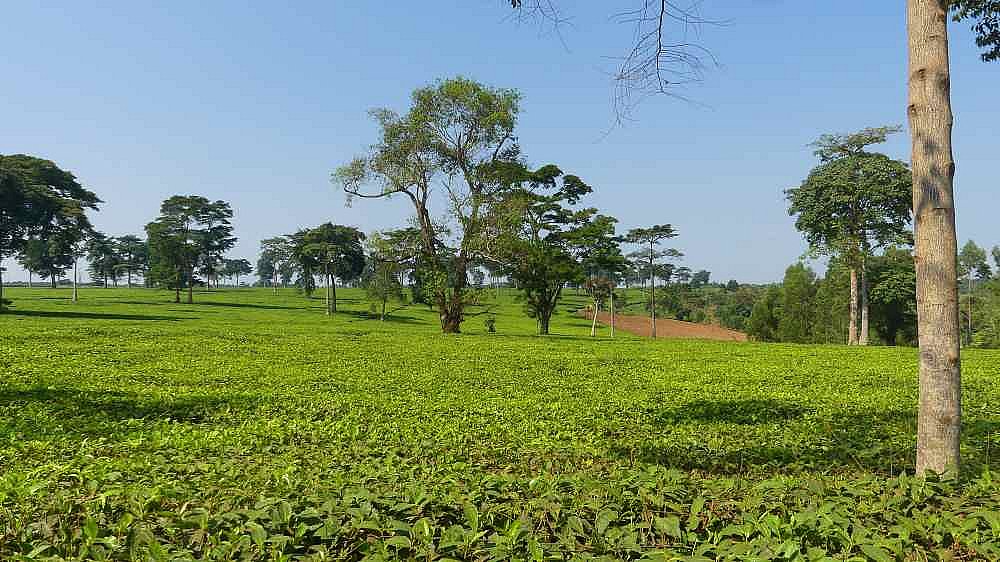 Teefekder in Uganda - Uganda - Landschaft