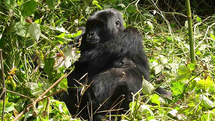 Berggorilla-Dame im Bwindi Nationalpark - Uganda - Flora und Fauna