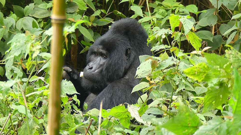 Gorilla der Bitukura-Gruppe im Bwindi Nationalpark - Uganda - Flora und Fauna