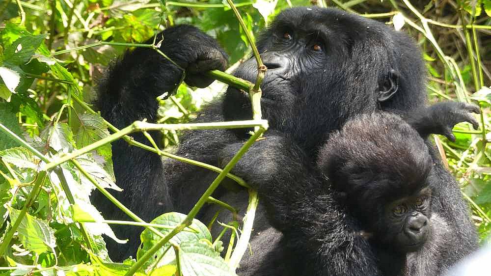 Gorilla-Mama Rukara mit Ihrem Baby - Uganda - Flora und Fauna