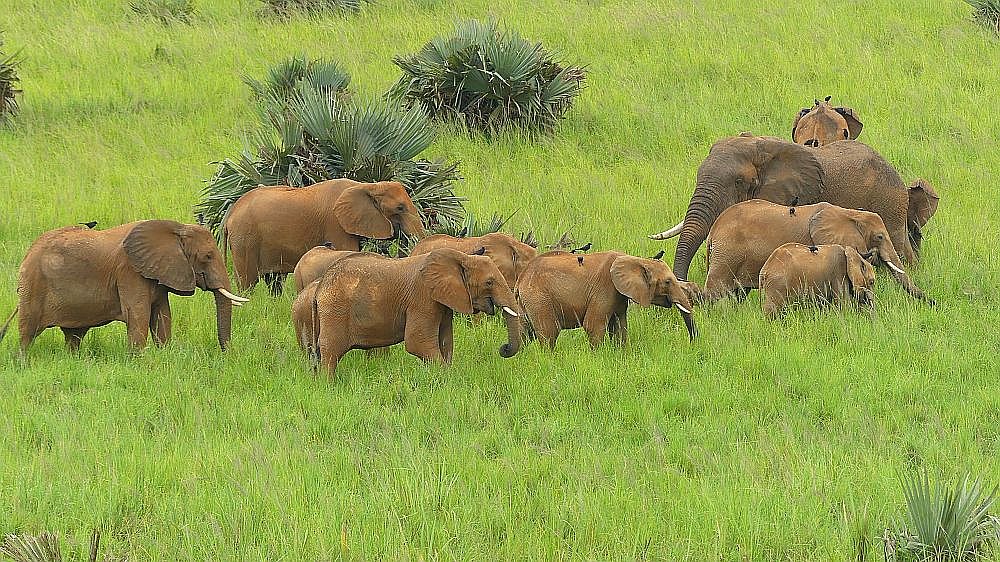 Elefantenherde im Murchison Falls Nationalpark - Uganda - Flora und Fauna