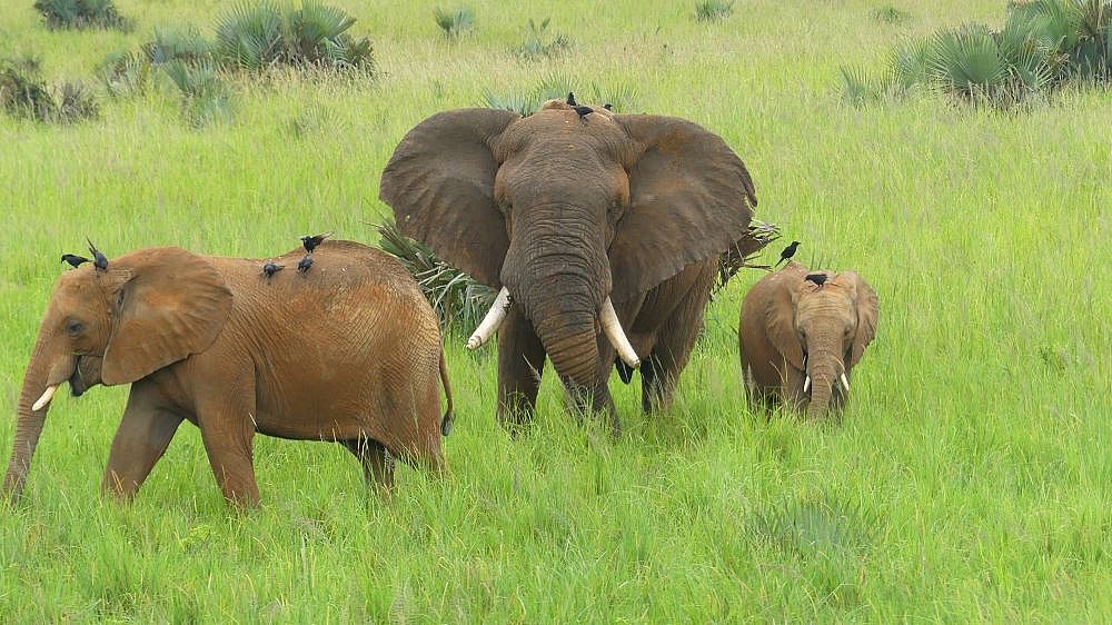 Elefantenbulle im Murchison Nationalpark - Uganda - Flora und Fauna