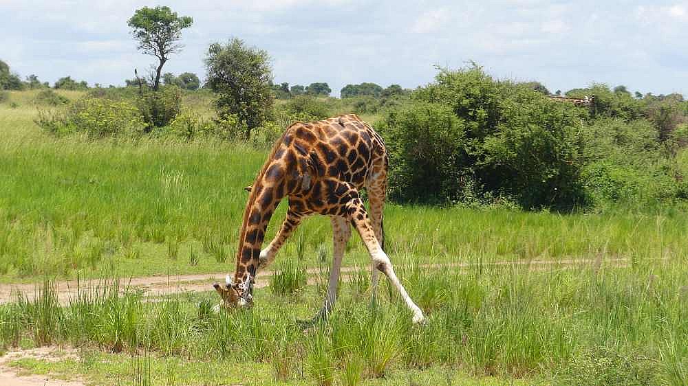 Giraffe am Wasserloch - Uganda - Flora und Fauna