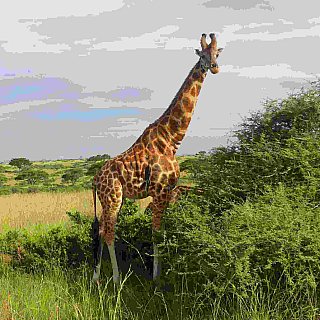 Giraffe iim Murchison Falls Nationalpark - Uganda - Flora und Fauna
