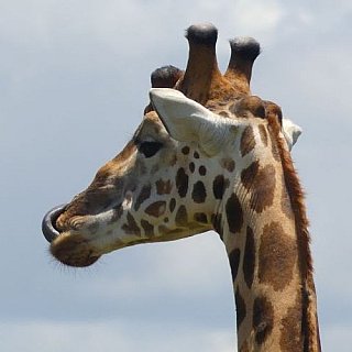 Giraffen-Portrait - Uganda - Flora und Fauna