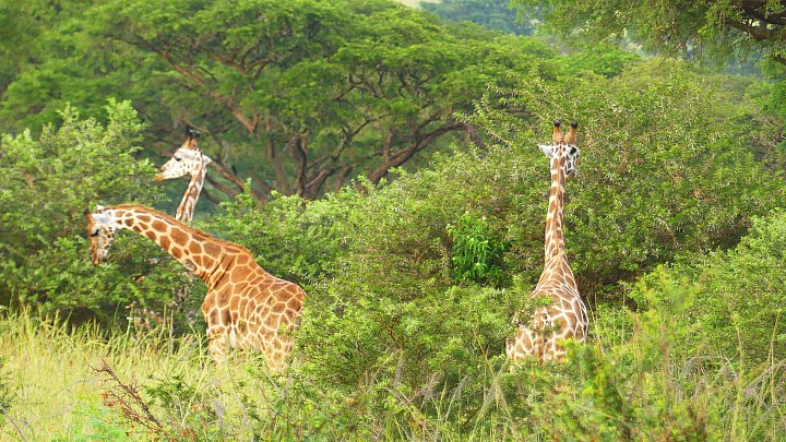 Giraffen im Lake Mburo Nationalpark - Uganda - Flora und Fauna