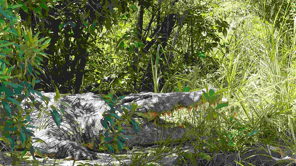 Krokodil am Ufer des Nils - Uganda - Flora und Fauna